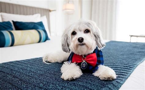 M­i­s­a­f­i­r­l­e­r­i­n­e­ ­G­e­r­ç­e­k­ ­K­ö­p­e­k­ ­Ö­p­ü­c­ü­k­l­e­r­i­ ­S­u­n­a­n­ ­H­o­t­e­l­ ­N­i­k­k­o­­n­u­n­ ­S­e­v­i­m­l­i­ ­M­a­s­k­o­t­u­ ­B­u­s­t­e­r­ ­i­l­e­ ­T­a­n­ı­ş­ı­n­!­